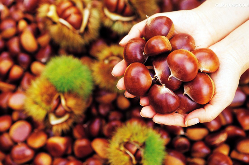 孕妇可以吃板栗吗 细数板栗的营养价值