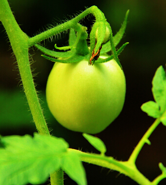 饮食与健康 14类常见食物吃了会让你丧命