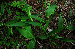 清心除烦 淡竹叶的功效与作用及禁忌介绍