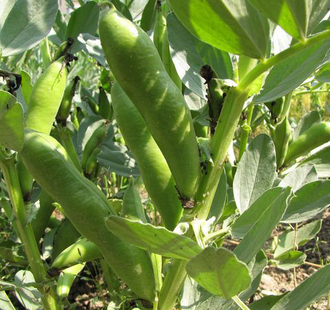 利湿消肿 蚕豆的功效与作用及吃法介绍