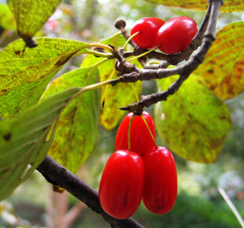 补虚敛汗 山茱萸的功效与作用及吃法介绍