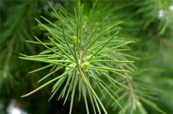 滋阴补阳 松针的功效与作用及吃法介绍