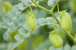 延迟女性细胞衰老 鹰嘴豆的功效与作用介绍