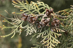 清热止咳 侧柏叶的功效与作用及配方介绍