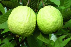 增加食欲 番石榴的功效与作用及营养价值介绍