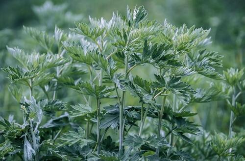 艾草泡脚   能有效治疗小病