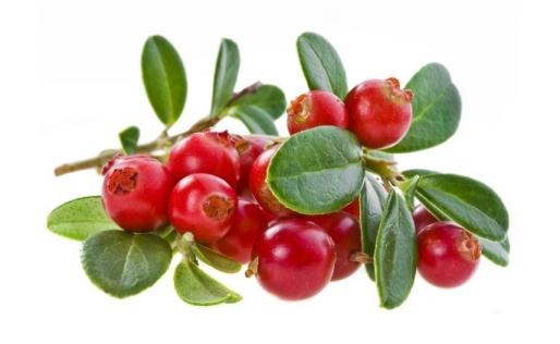 蔓越莓是什么？这是一种什么样的水果？