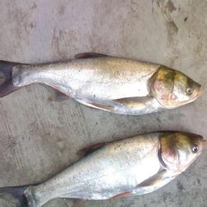 冬天吃什么养胃你知道吗