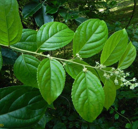 通络止痛 雷公藤的功效与作用及禁忌介绍