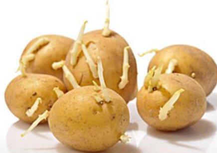 生活百科告诉你，发芽的土豆能吃吗？