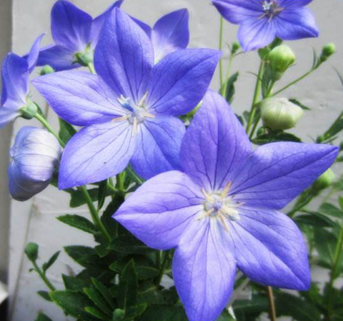 祛痰排脓 桔梗的功效与作用及食用禁忌介绍