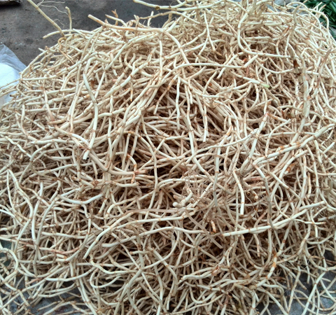 清热解毒 鱼腥草的副作用和功效介绍