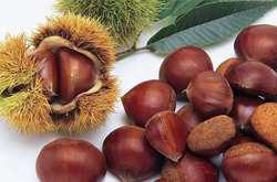 滋补佳品 板栗的功效和营养价值介绍