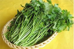 利尿健肾 香菜的功效与作用及吃法介绍
