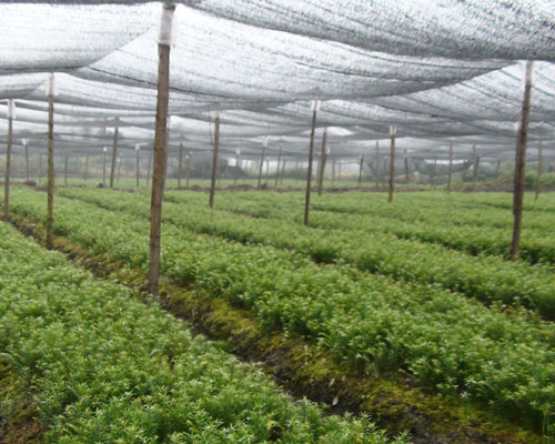 番泻叶的功效与作用，这些作用很多人都还不知道