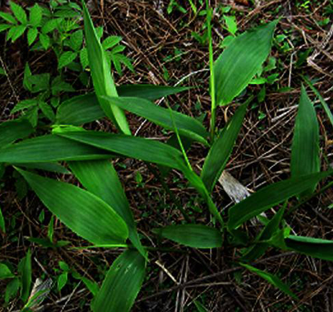 清心除烦 淡竹叶的功效与作用及禁忌介绍
