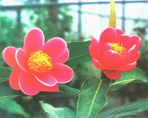 茶树精油的功效，全方位为你分析