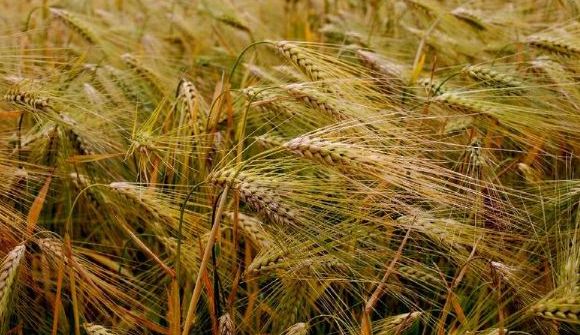 高原之酒 青稞酒好喝吗