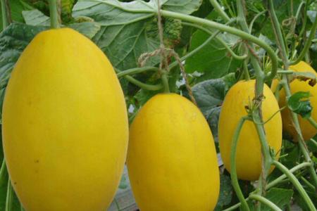 香瓜的功效与作用以及它的营养价值是什么