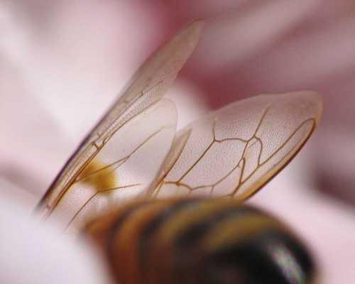 被蜜蜂蛰了怎么消肿，全方位为你分析