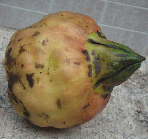 清心除热 鸡头米的营养价值及功效介绍