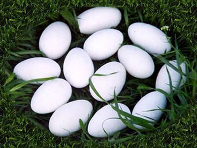 孕妇可以吃鹅蛋吗 孕妇吃鹅蛋去胎毒吗