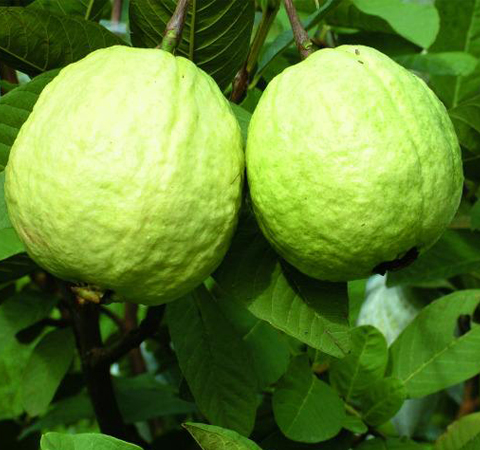 增加食欲 番石榴的功效与作用及营养价值介绍