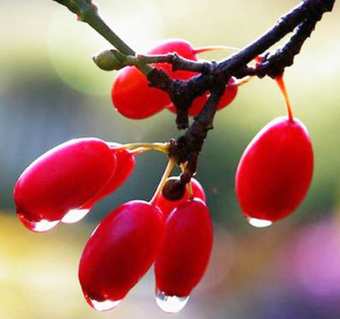 补虚敛汗 山茱萸的功效与作用及吃法介绍