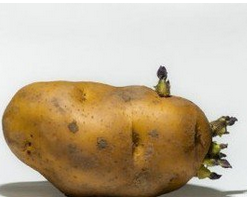 生活百科告诉你，发芽的土豆能吃吗？