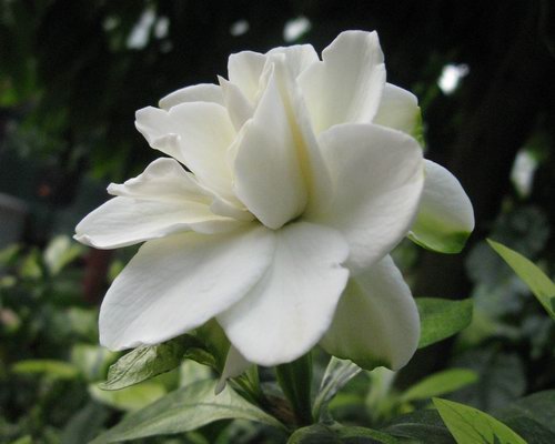 栀子花有毒吗？全方位为你分析