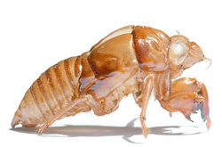 疏风清热 蝉蜕的功效与作用及吃法介绍