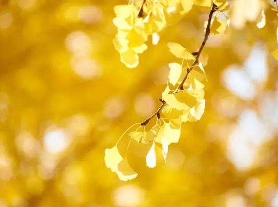 银杏的功效与作用 这2种功效是女性的最爱