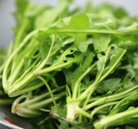 预防癌症 荠菜的功效与作用及吃法介绍