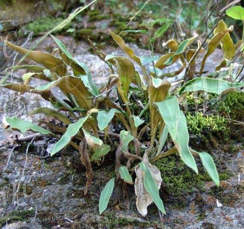 清热化痰 石韦的功效与作用及选方介绍