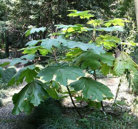 通利血脉 通草的功效与作用及禁忌介绍