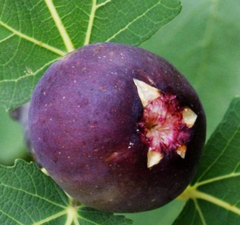 健脾消食 无花果的营养价值和功效作用介绍