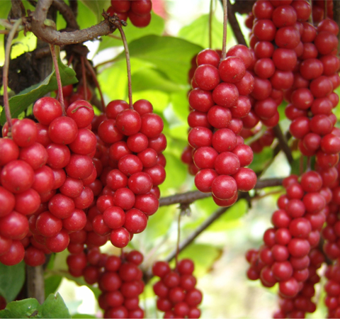 保护肝脏 五味子的副作用及功效作用介绍