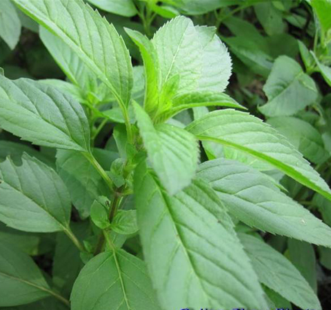 健胃祛风 薄荷叶的功效与作用及禁忌介绍
