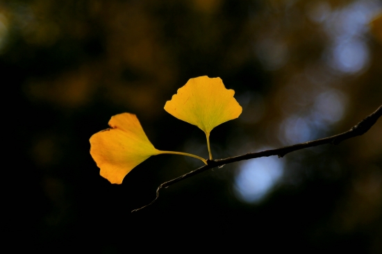 银杏的功效与作用 这2种功效是女性的最爱