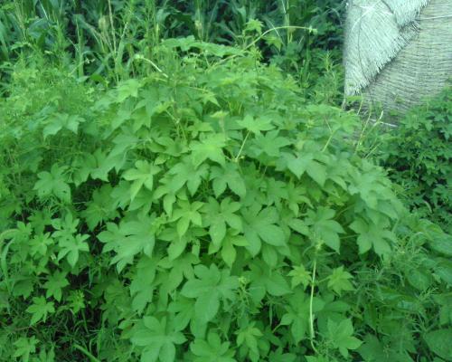 山萸肉的功效与作用，全方位为你分析