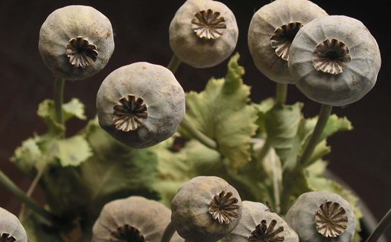 罪恶之花罂粟壳的功效与作用