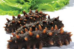 预防心血管疾病 海参的功效与作用及吃法介绍