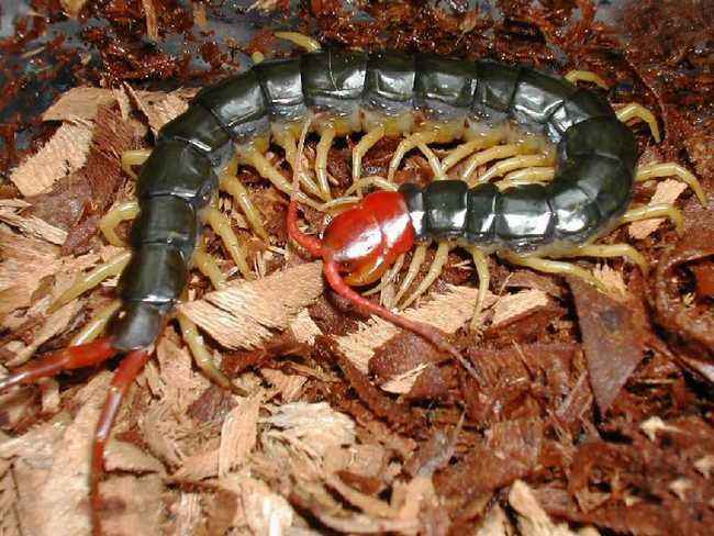 大家恐惧的生物 蜈蚣的功效与作用