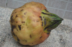 清心除热 鸡头米的营养价值及功效介绍