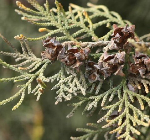 清热止咳 侧柏叶的功效与作用及配方介绍