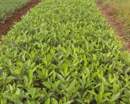 栀子花有毒吗？全方位为你分析