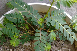 清热解毒 鸡骨草的功效及吃法介绍