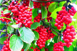 保护肝脏 五味子的副作用及功效作用介绍