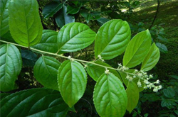 通络止痛 雷公藤的功效与作用及禁忌介绍