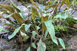 清热化痰 石韦的功效与作用及选方介绍